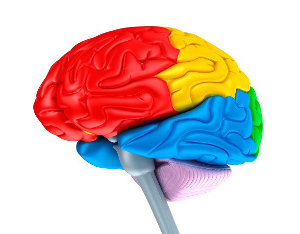 不同颜色的脑叶。孤立在白色的。图片下载