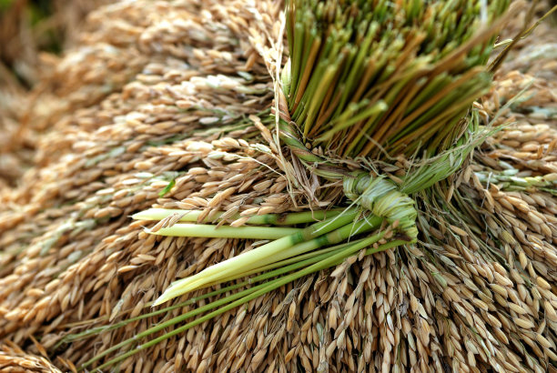 耳朵的稻田图片下载