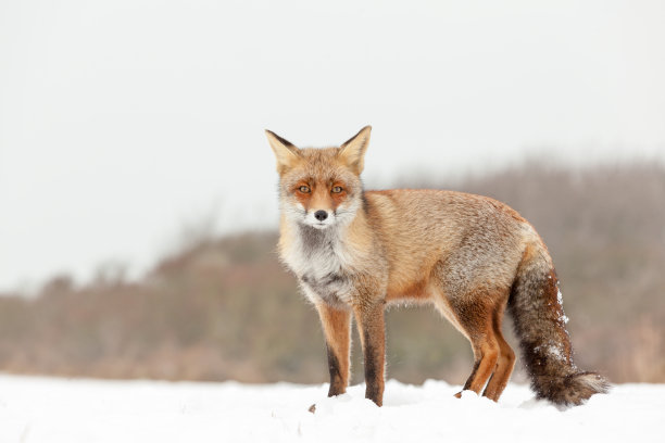 福克斯在环境图片下载