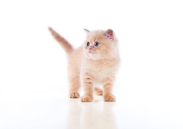 豪华的小猫图片下载