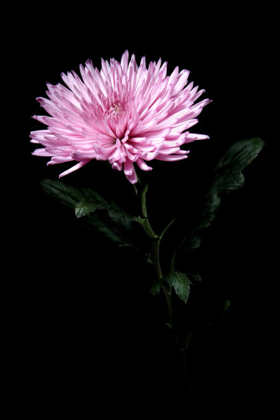 紫色的菊花图片下载