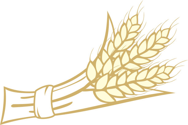 小麦素材图片