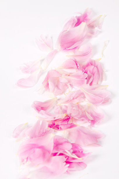 玫瑰花瓣的边界图片下载