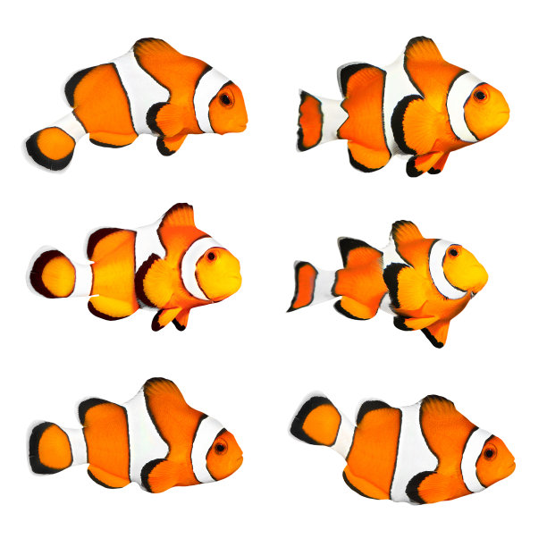 小丑鱼(Amphiprion ocellaris)图片下载