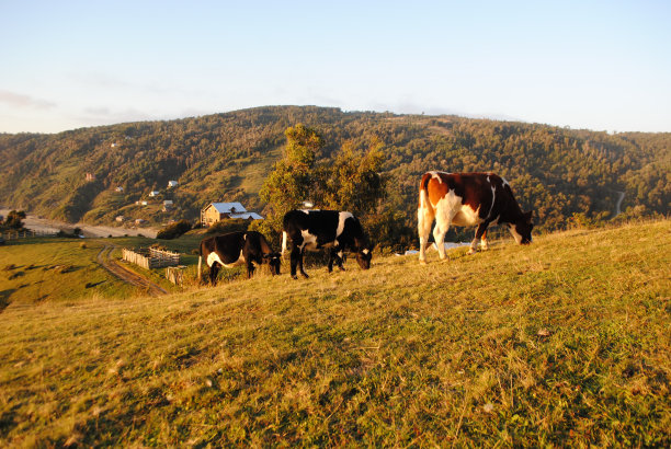 奶牛在智利海边的村庄吃草图片下载