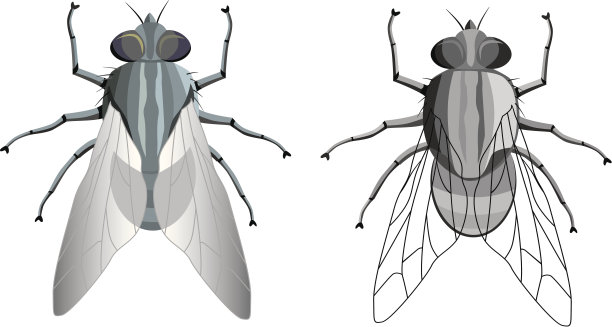 房子飞图片下载