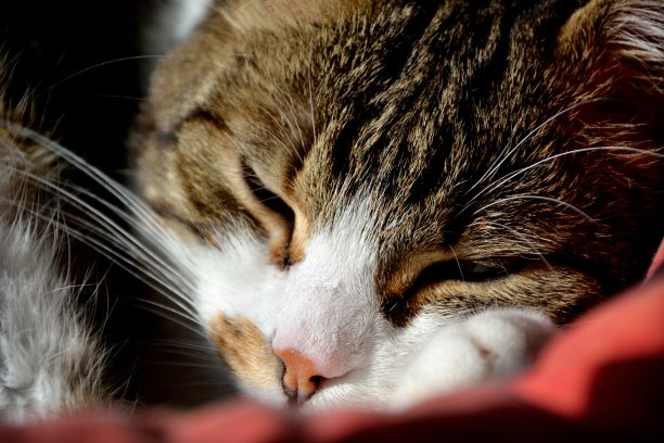 睡觉的猫图片下载