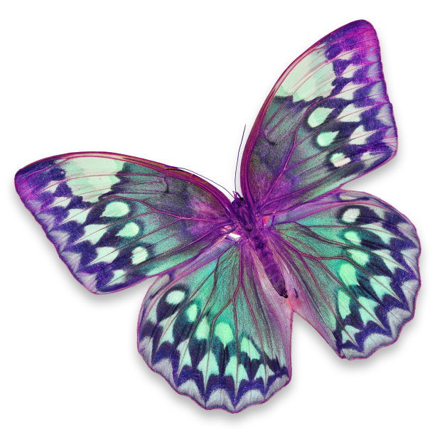 紫色的蝴蝶图片下载