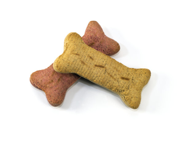 狗对待孤立的白色图片下载