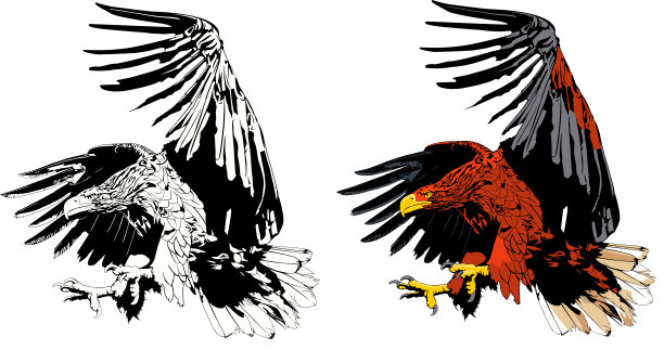 鹰的攻击图片下载