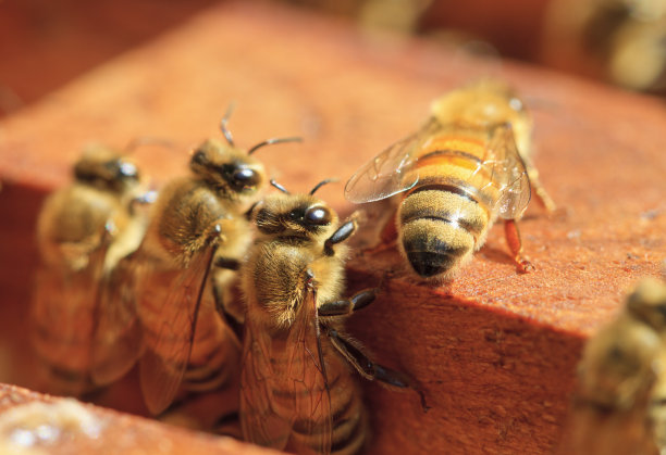 大昆虫蜜蜂图片下载