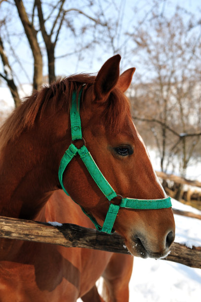 棕马头图片下载