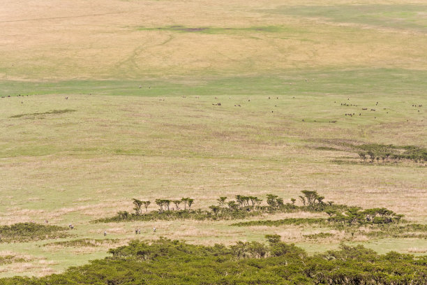 恩戈罗戈罗火山口与放牧动物从环顶图片下载