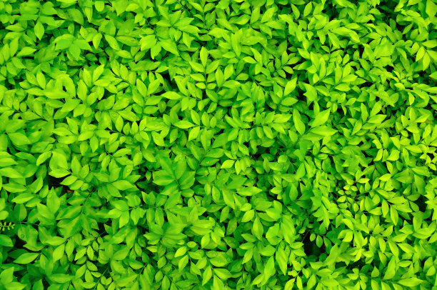 绿叶背景。图片下载
