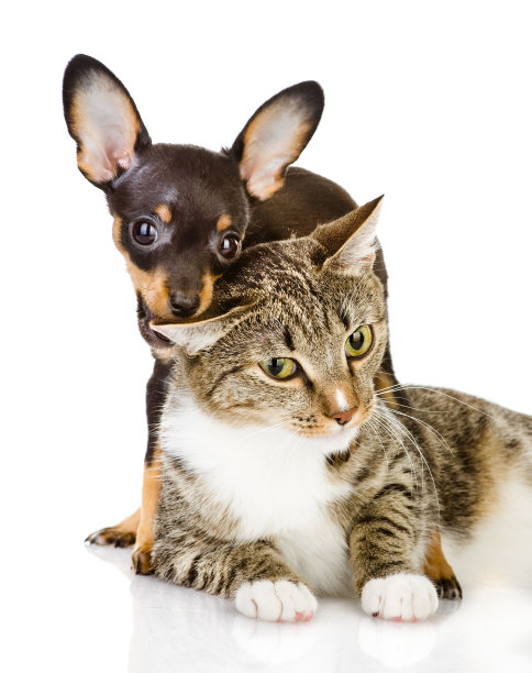 狗咬猫图片下载