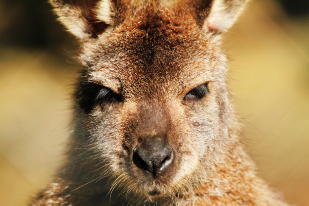 袋鼠图片下载