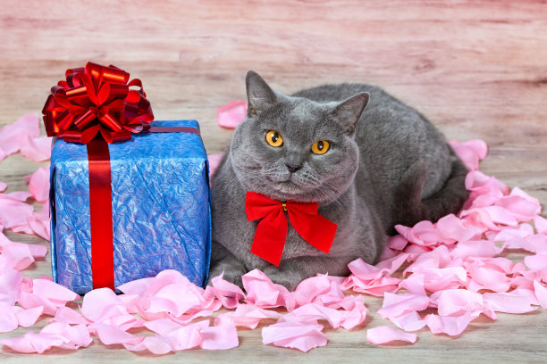 猫坐在旁边用红丝带送礼物图片下载