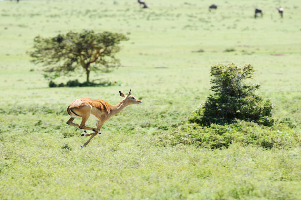 雌性黑斑羚-肯尼亚新月岛奈瓦沙湖图片下载