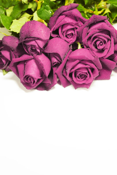 粉色的玫瑰图片下载