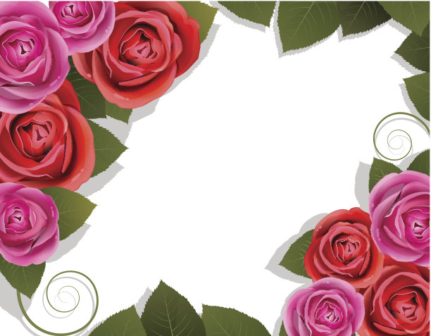红玫瑰和粉红玫瑰图片下载