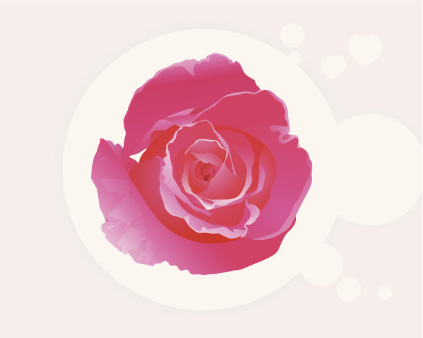 美丽的粉红玫瑰。图片下载