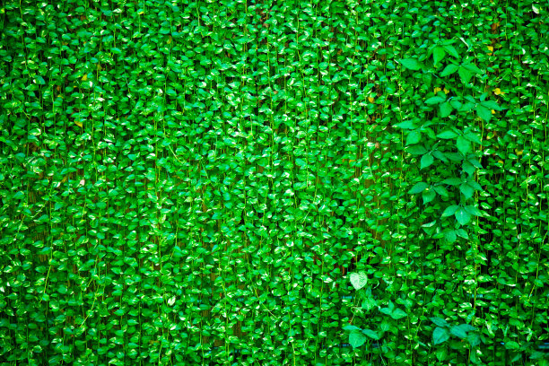 藤本植物图片下载