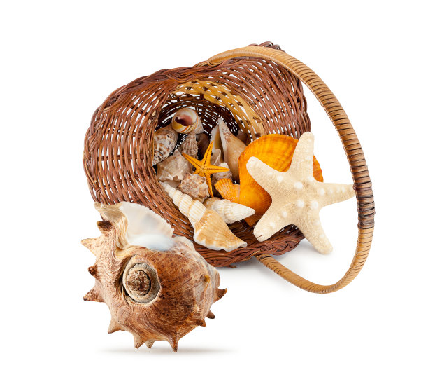 海洋静物。图片下载