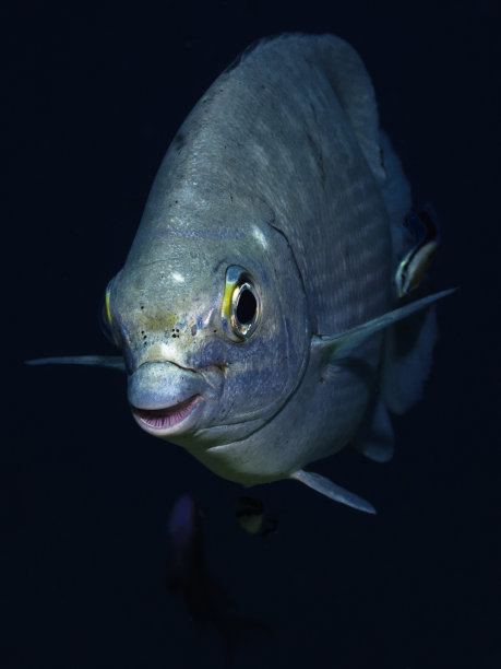 黑色背景上的绿鱼图片下载