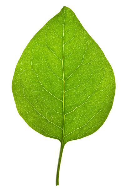 孤立上的丁香叶图片下载