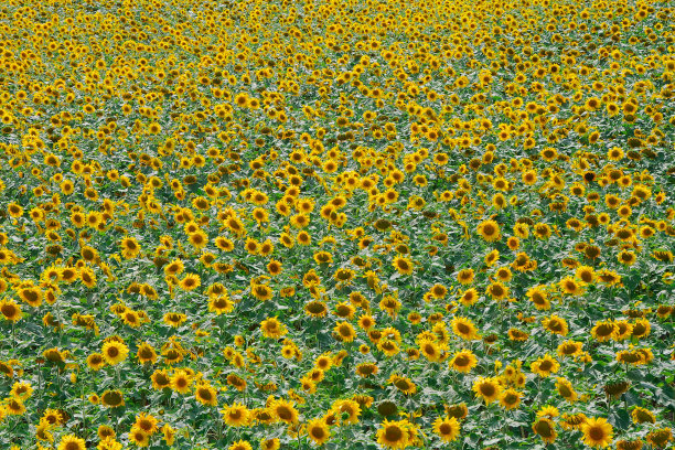 向日葵图片下载