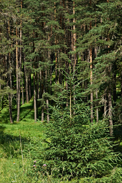 夏季云杉林图片下载