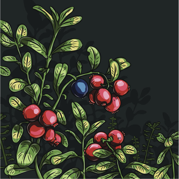 布什越橘图片下载