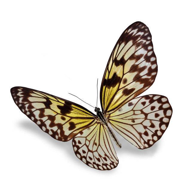 黄色的蝴蝶图片下载