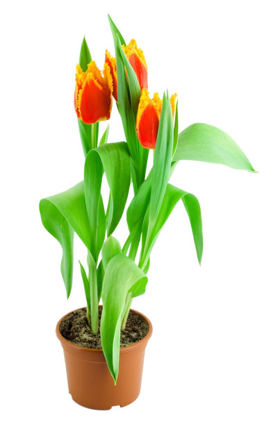 郁金香在锅图片下载