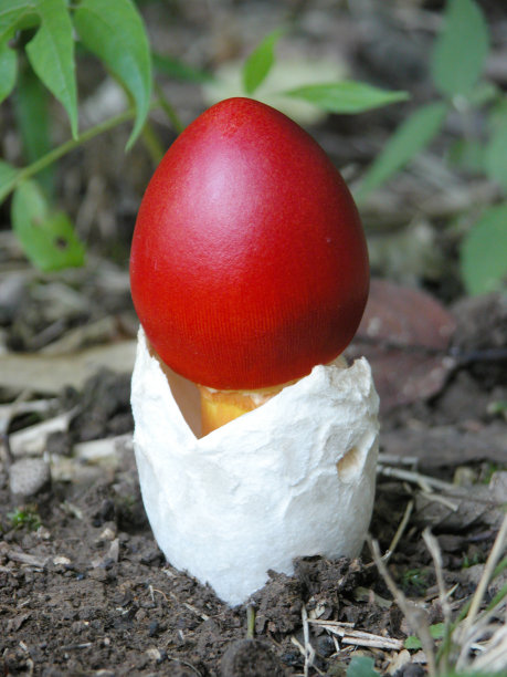 及该撒利亚图片下载