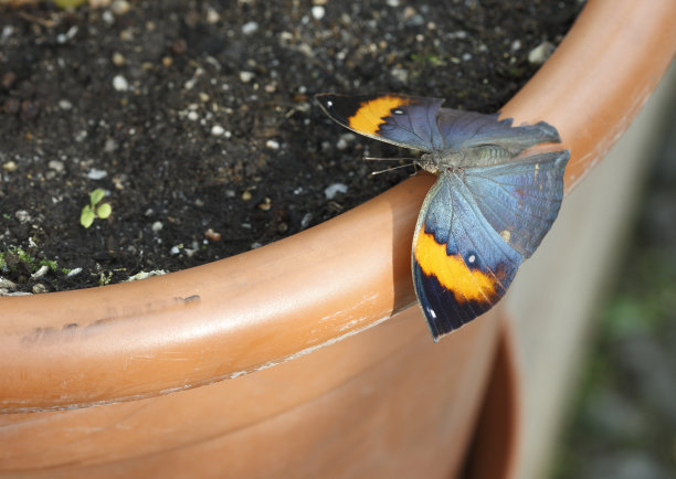 蝴蝶-印度叶翅图片下载