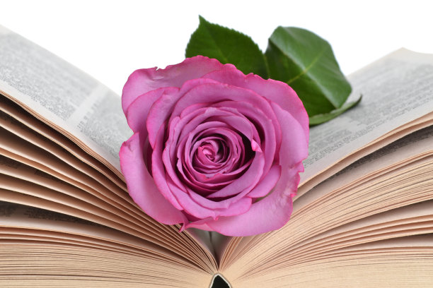 玫瑰书签图片下载