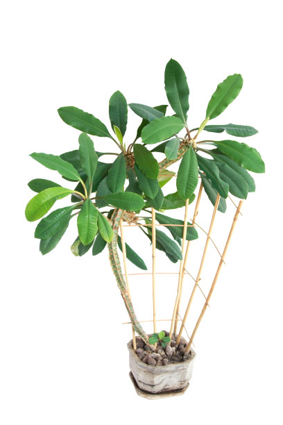 大戟(大戟)图片下载