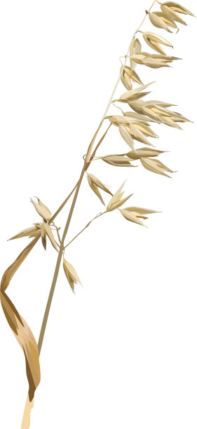 向量燕麦。图片下载