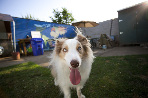 迷你澳洲牧羊犬图片下载