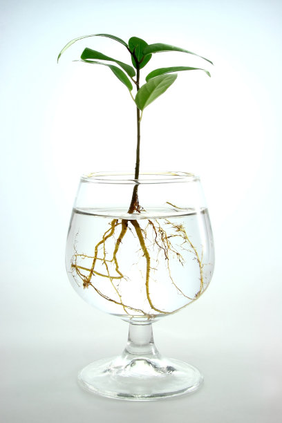 长在酒杯上的树图片下载