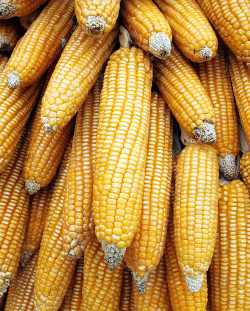 干玉米的背景图片下载