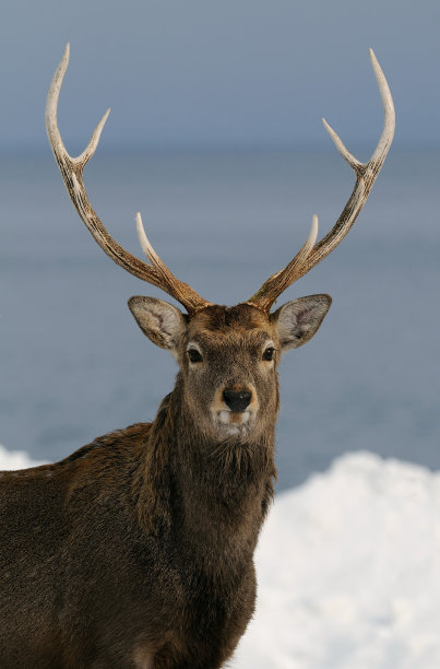 驯鹿的弟弟图片下载