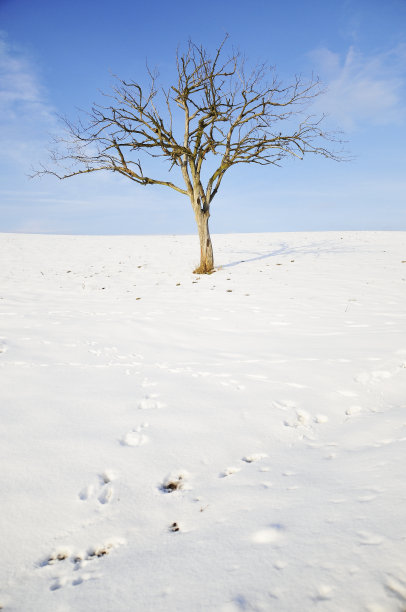 雪地上孤独的树图片下载