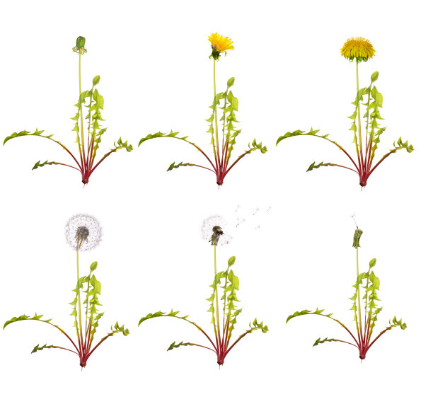 蒲公英从开始走向衰老图片下载
