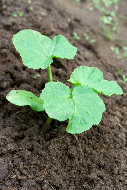 黄瓜绿芽。图片下载