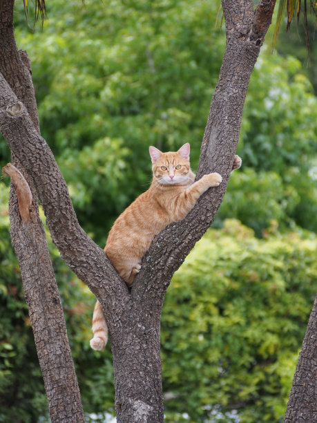 树上的姜猫图片下载