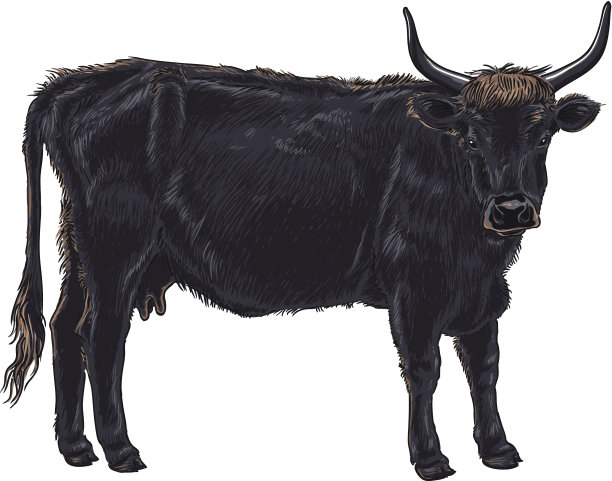 欧洲野牛图片下载