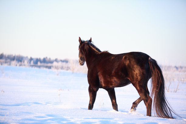 雪地里的特莱克纳黑种马图片下载