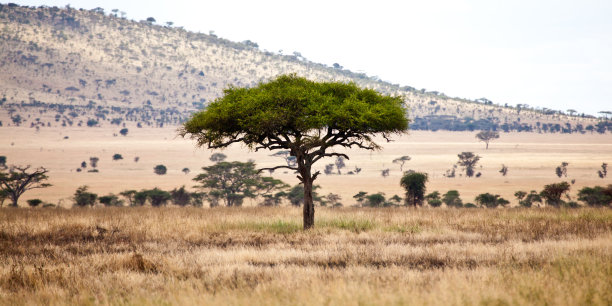 稀树大草原上的树图片下载